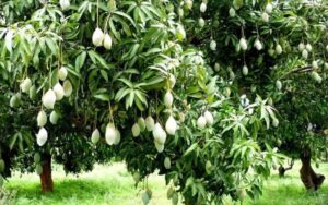 mango gardening