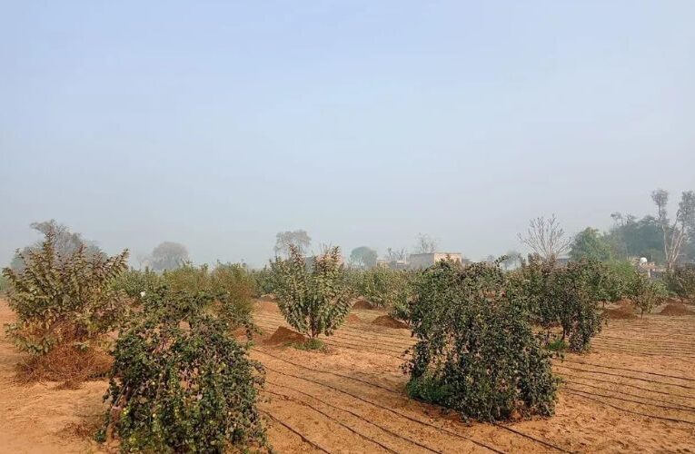 राजस्थान के अलवर में जल संकट, किसान कर रहे हैं बागवानी