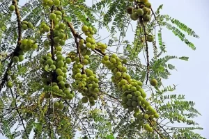 Farmers are becoming rich from Amla gardening, they earn bumper income in a year.