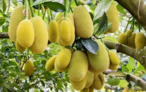 Know how to cultivate jackfruit