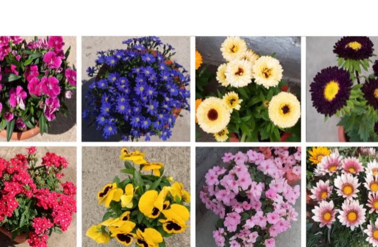 अपने बालकनी में लगाएं 10 बेहतरीन सुगंधित फूलों के पौधे 