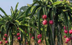 Government is giving subsidy for dragon fruit cultivation in Bihar