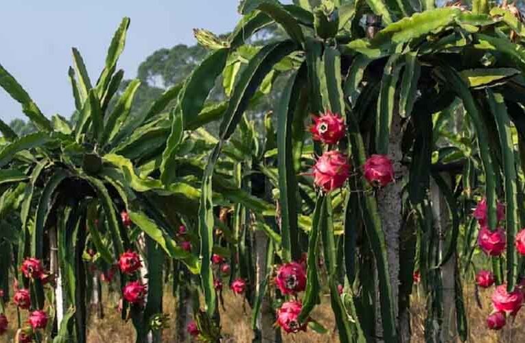 बिहार में ड्रैगन फ्रूट की खेती के लिए सरकार दे रही है अनुदान
