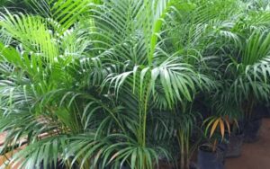 Areca palm is a good indoor plant, which people plant in their gardens. Installing it can enhance the beauty around your house. Its description is also found in Vastu Shastra.