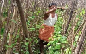 Farmers are suffering due to betel cultivation, they are facing losses since last two years