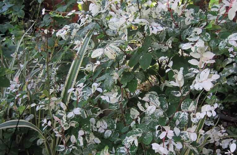 Snowbush: A Soft Pink Fantasy of a Shrub with an Airy, Delicate Look