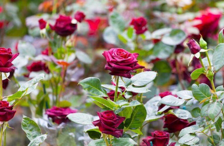 गुलाब के पौधे की जड़ में  मिलाएं यह चीज, फूलों से भरा रहेगा आपका गार्डन