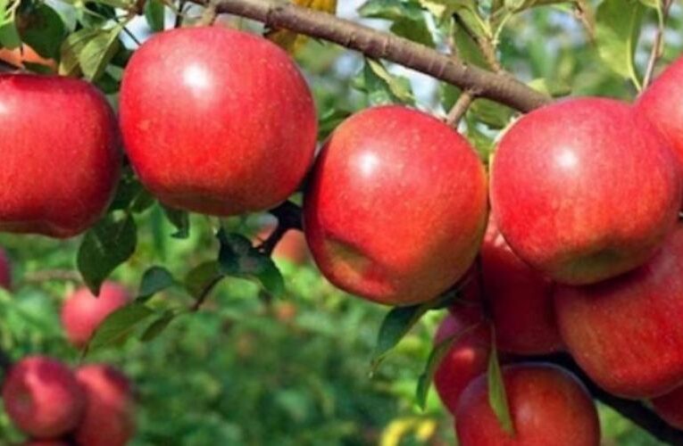 सेब बागवान अब बागवानी छोड़कर नौकरी करने पर मजबूर क्यों?