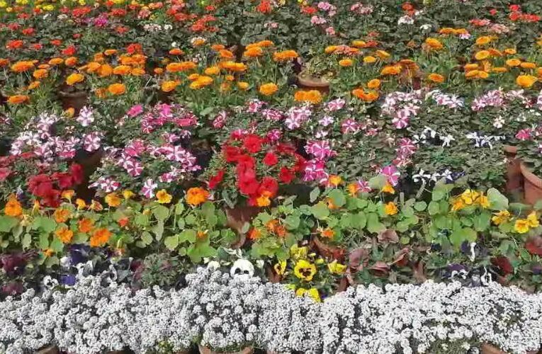 23 फरवरी से नोएडा में पुष्प-प्रदर्शनी का आगाज, रंग-बिरंगे फूलों से महक उठेगा नोएडा स्टेडियम