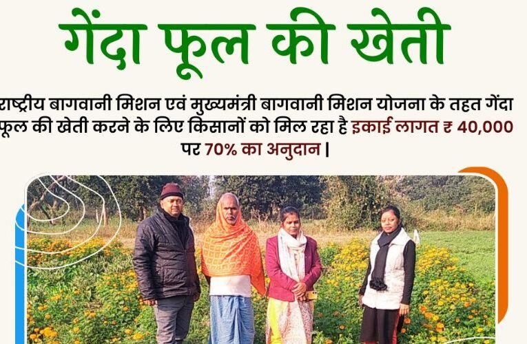 फूलों की खेती कर किसान कमा सकते हैं  बंपर मुनाफा, सरकार दे रही है  70% अनुदान