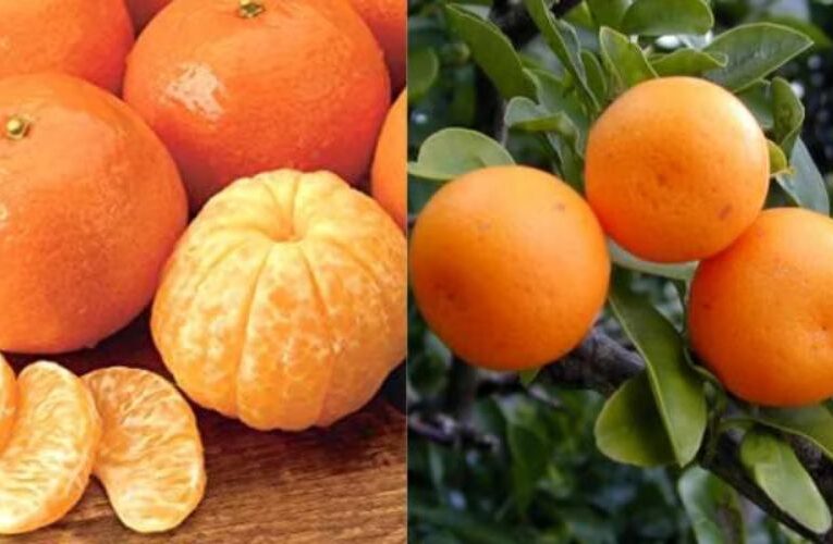 जानें संतरा और कीनू में अंतर क्या है?