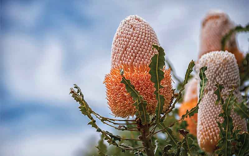 Banksia : An Australian Icon