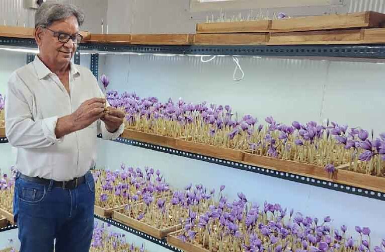 A hall room was converted into a bed of saffron, new farmers are creating advanced farming