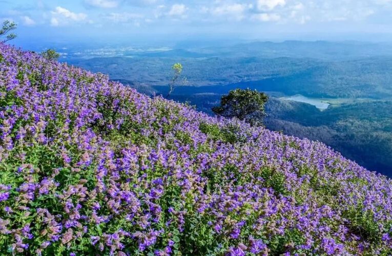 Discover the Enigmatic Neelakurinji Flower India’s Once-in-a-12-Year Blooming Beauty with Health Benefits