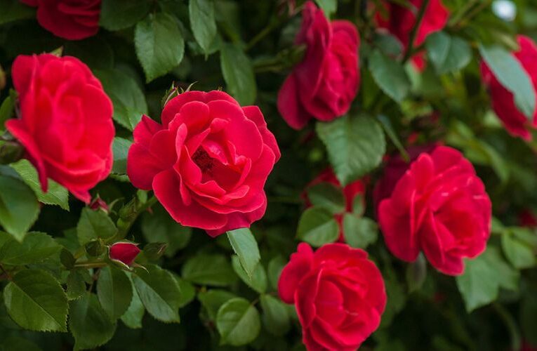 Rising Rose Prices in 2024 Boost Farmer’s Income on Rose Day