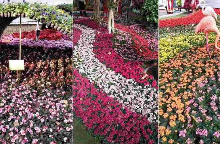 Pune Empress Garden Delights Buds and Blooms 2024 Blossoms till June