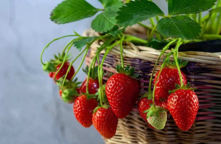 बिहार के इस किसान ने स्ट्रॉबेरी की खेती से बदली जिंदगी