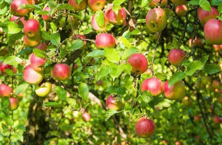 कर्ज लेकर शुरू की सेब की खेती, कमाता है लाखों रुपये
