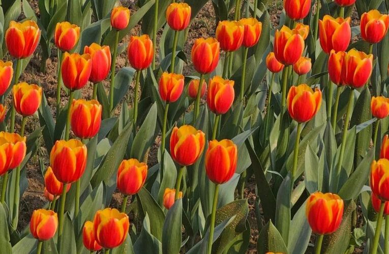 Delhi’s Delight Food Festival and Tulip Extravaganza Blooms This February!