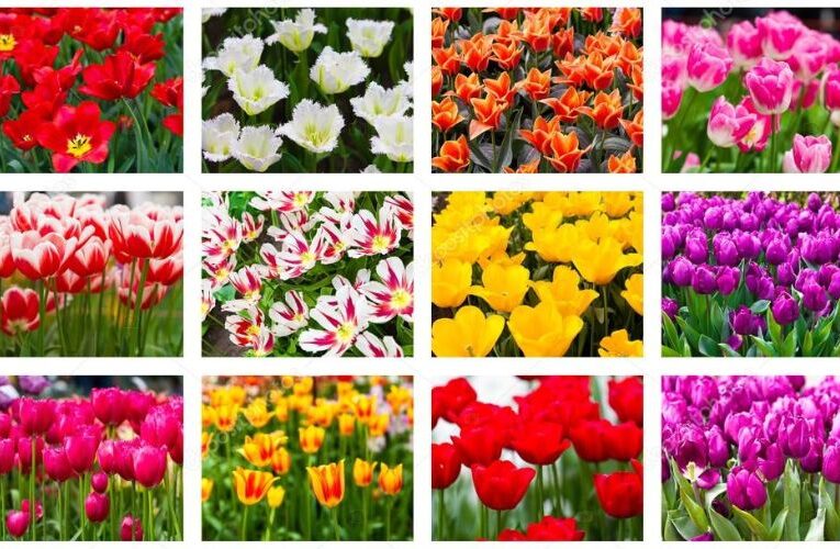 10 Flowers That Bloom in spring, A Burst of Color and Beauty