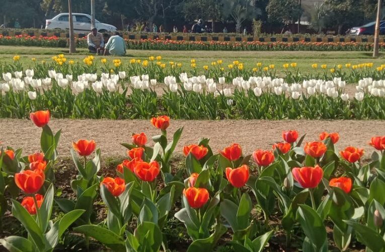 दिल्ली में शुरू है ट्यूलिप महोत्सव, नीदरलैंड से आए दो लाख फूलों का करे दीदार