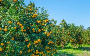 This district of Madhya Pradesh becomes first in orange production