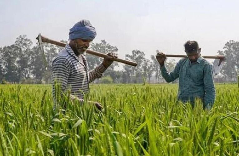 Horticulture Takes Root in Nagaur as Farmers Shift from Traditional Crops