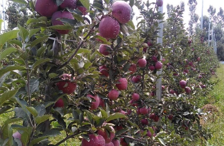 Kulgam District Achieves Record Horticulture Production of 2,38,467 Metric Tons in 2023