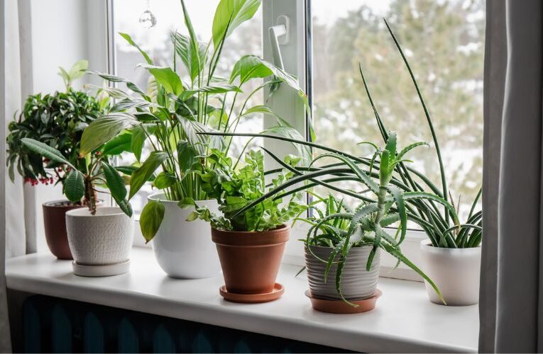 Rapid Rise, 13 Houseplants That Grow Tall in No Time