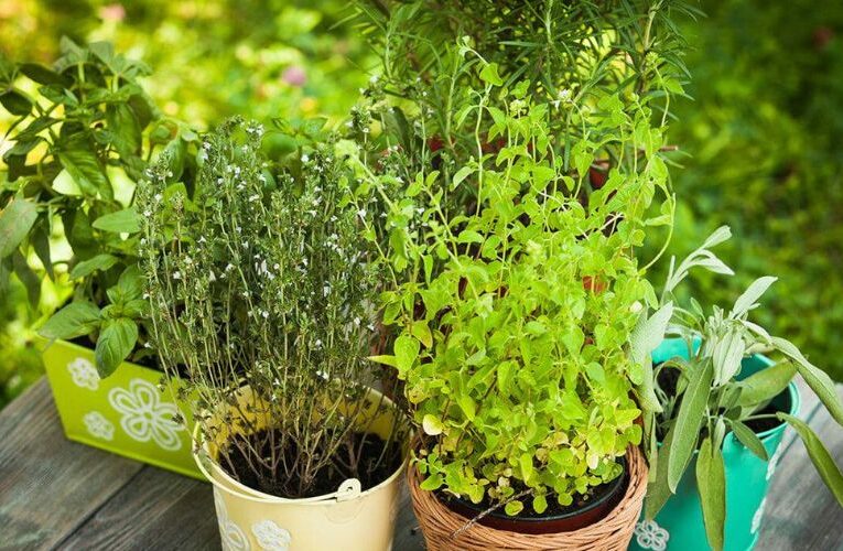 Transform Your Garden with These five Medicinal Plants