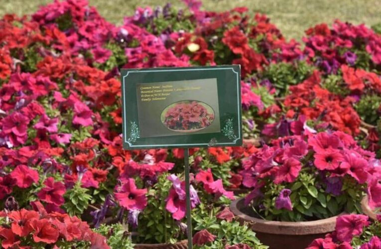 Noida’s Annual Flower Show Blooms with 70 Varieties on Display, Opening This Friday