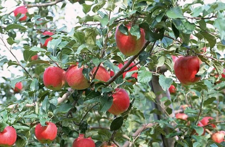 ओडिशा का यह किसान सेब की खेती से करता है बेहतर कमाई