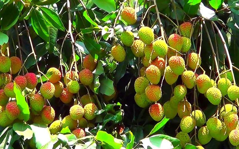If you do litchi gardening then this news of Nursery Today may be special for you. Litchi from Muzaffarpur of Bihar