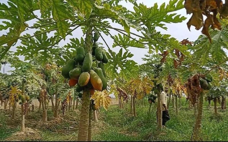 Farmers of Rajasthan are facing many problems in papaya cultivation.