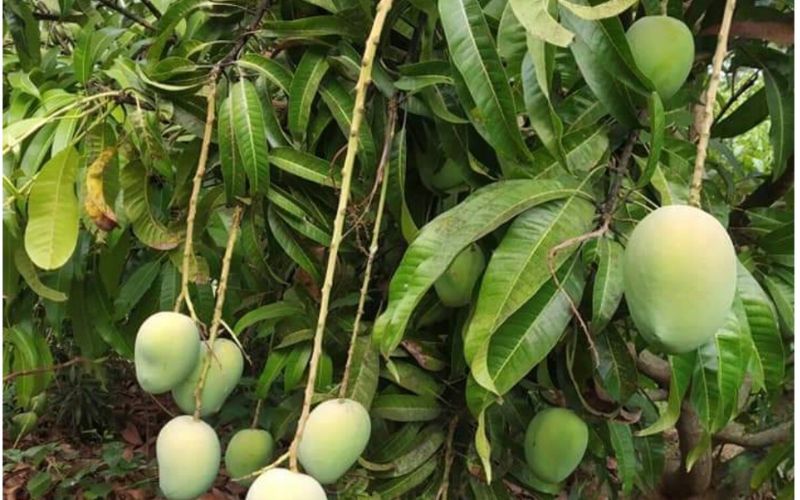 Mango is the sweetest fruit in the world. Due to its sweetness, it is in demand not only in India