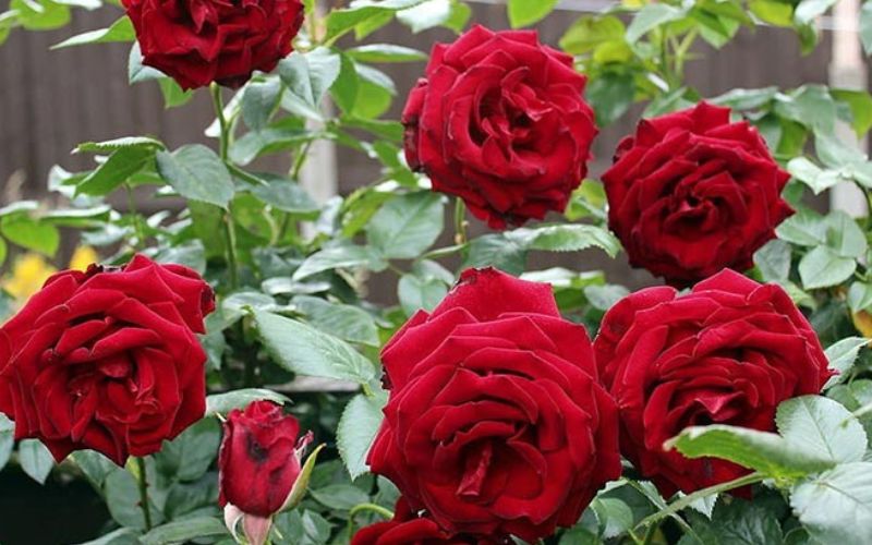 Rose flowers are used in beauty and decoration.