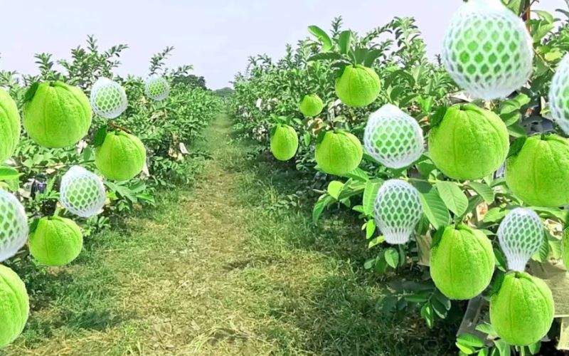 This farmer is earning Rs 10 lakh from gardening of guava and other fruits