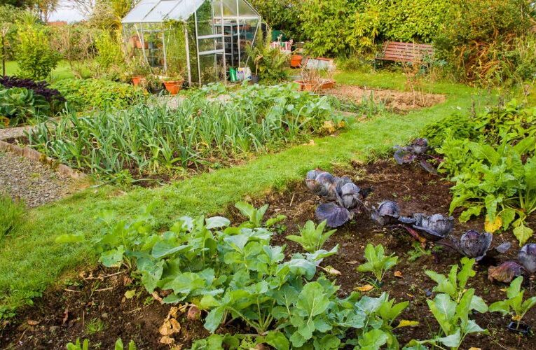 अपने गार्डन में खुद सब्जियां पैदा कर बचा सकते हैं पैसा