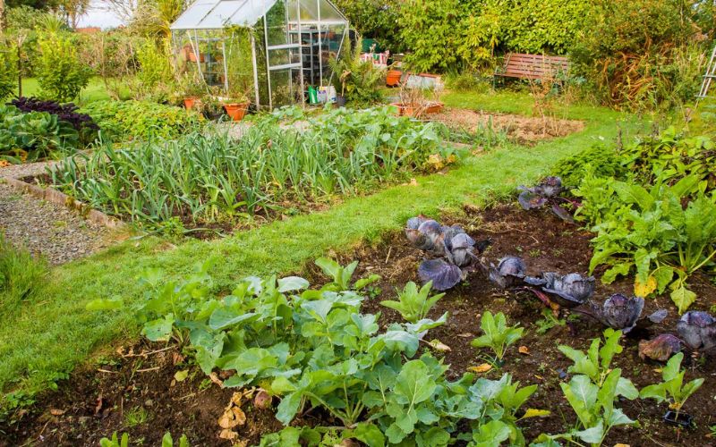 Buying vegetables is also no less than a challenge. But you can manage these expenses by growing vegetables in your garden.