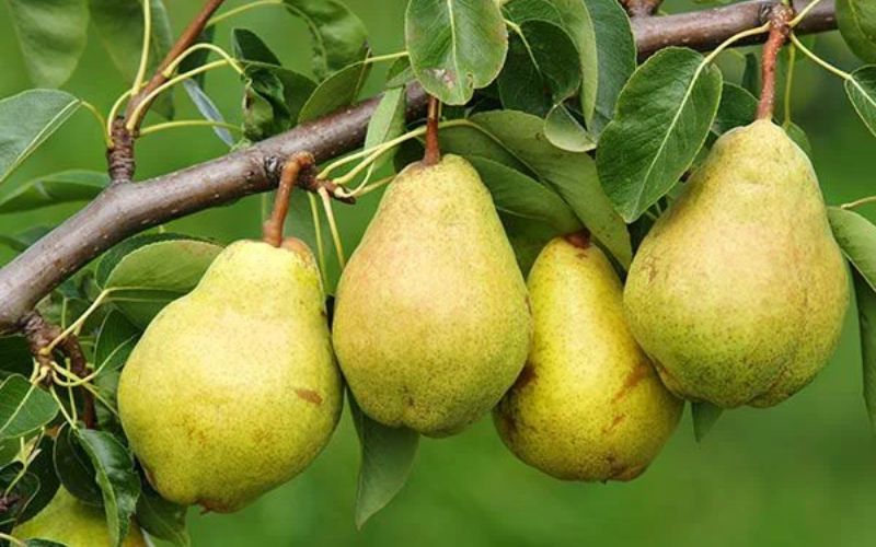 There is always a demand for pear in the market.