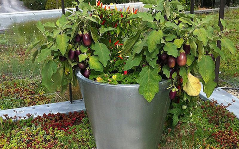 How to plant brinjal plant in a pot.