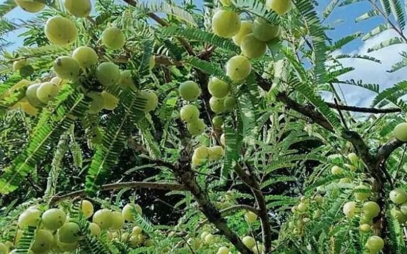 You can earn better from Amla gardening