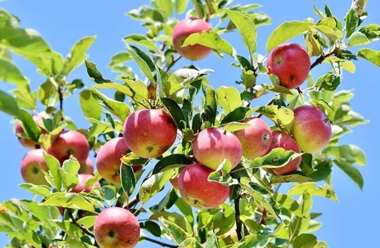 फ्लावरिंग के समय बेमौसम बारिश से सेब का उत्पादन कम होने की आशंका