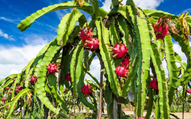 Subsidy will also be given for dragon fruit cultivation.