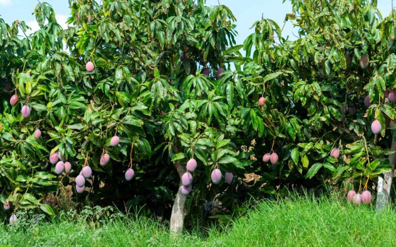 Alirajpur Farmer Yuvraj Singh has done amazing work in mango gardening.