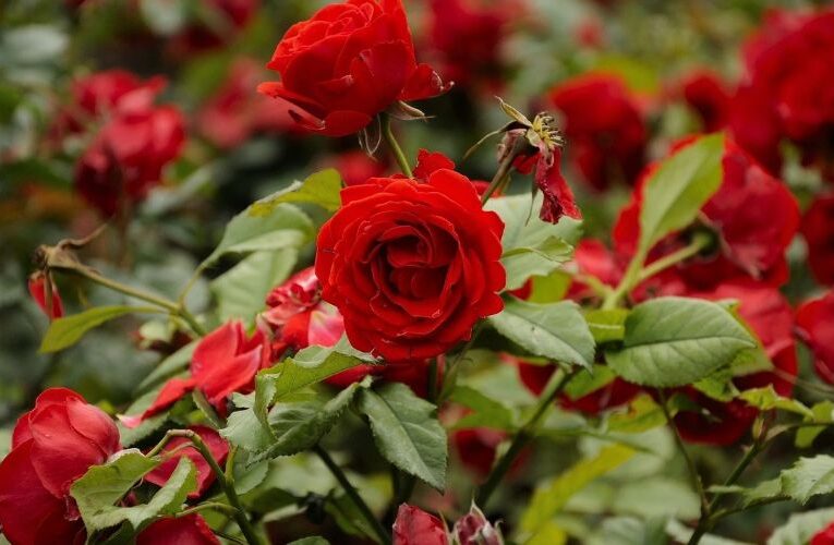 जानिए, कैसे बढ़ा सकते हैं अपने गुलाब में फूलों का उत्पादन