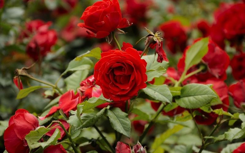 To produce rose flowers, the plant requires a good amount of nutrients.