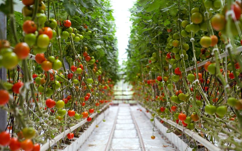 Many things have to be kept in mind in tomato cultivation.