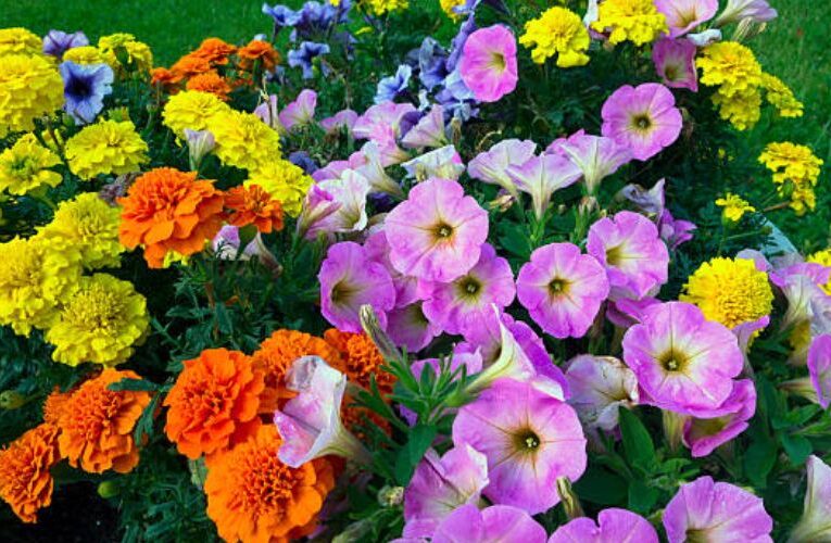 Discover the Top Three Plants which Produce maximum flowers, Ideal for Your Garden