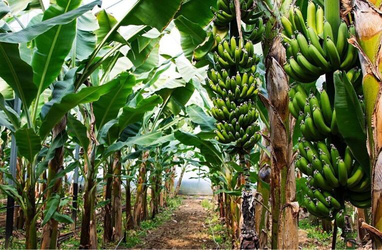 Government Announces Bumper Subsidy to Boost Banana Farming